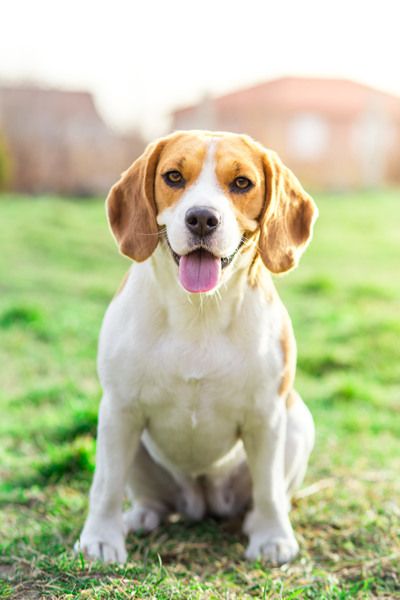 Dog sitting in grass