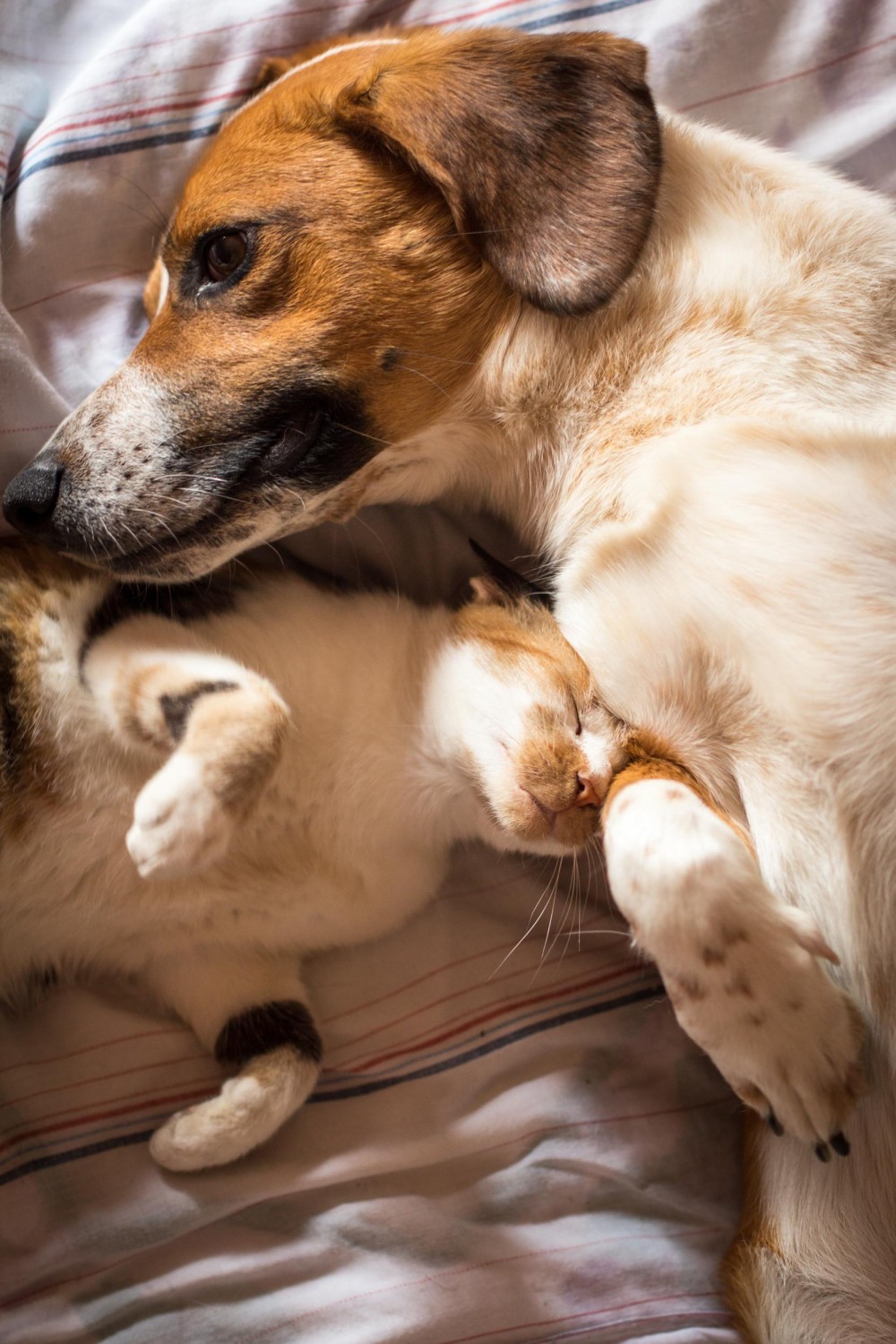 Cat and Dog Sleeping