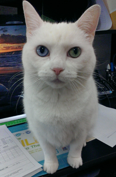 White Cat