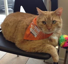 Orange Cat with Bandana