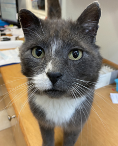 Thomas, Clinic Cat